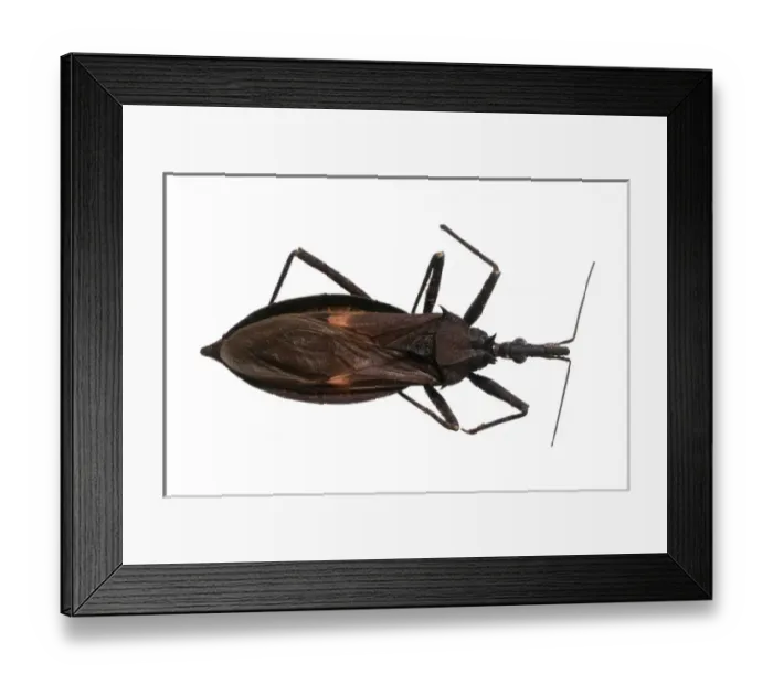 Framed Print : Eratyrus mucronatus, triatomine bug Framed Print : Eratyrus mucronatus, triatomine bug