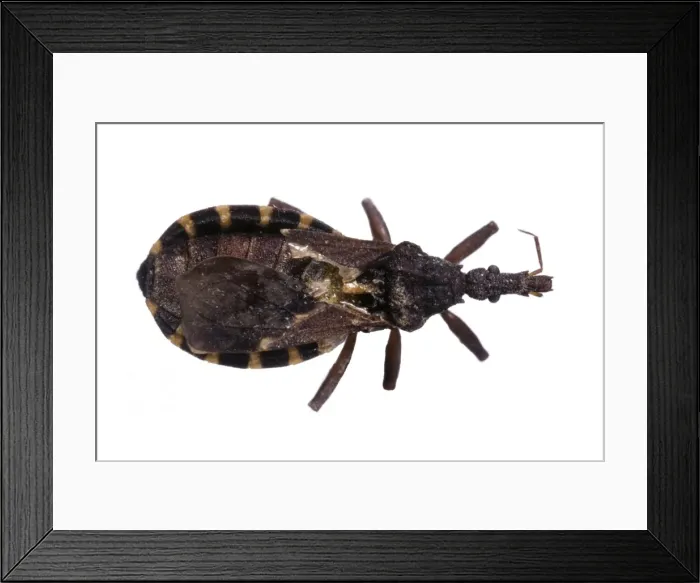 Framed Print : Belminus sp. triatomine bug Framed Print : Belminus sp. triatomine bug