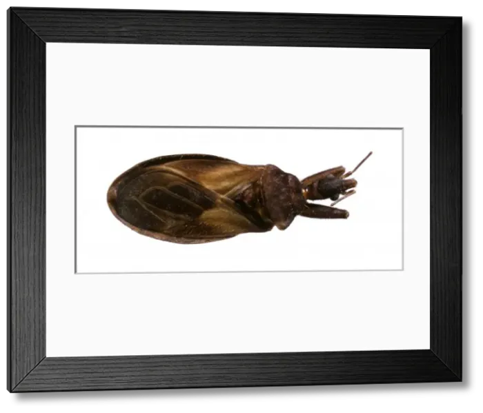 Framed Print : Cavernicola pilosa, triatomine bug Framed Print : Cavernicola pilosa, triatomine bug