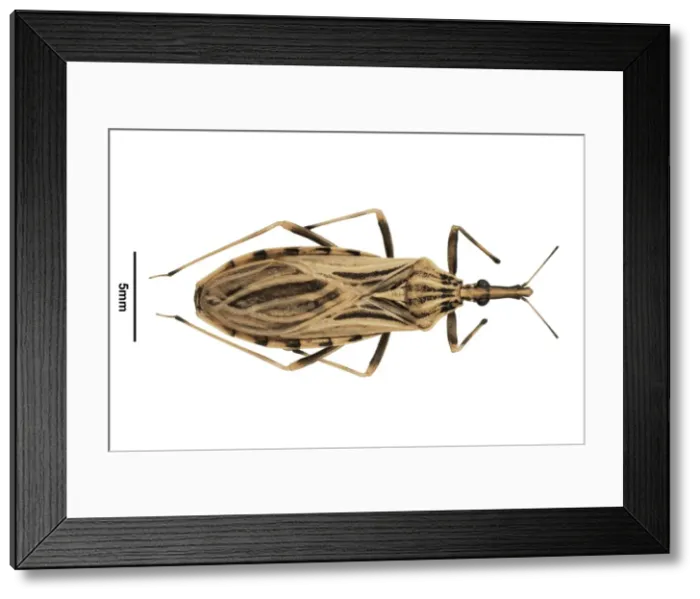 Framed Print : Rhodnius ecuadorionsis, triatomine bug Framed Print : Rhodnius ecuadorionsis, triatomine bug