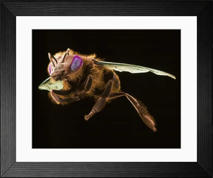 Framed Print : Apis mellifera, honey bee Framed Print : Apis mellifera, honey bee