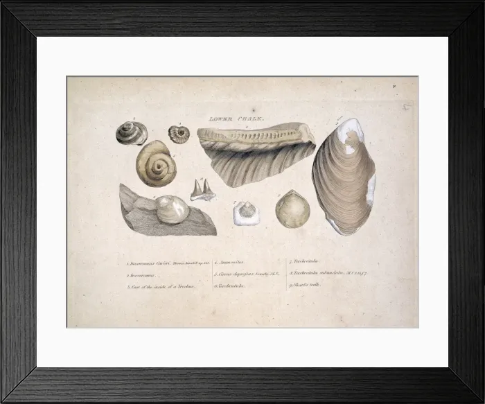 Framed Print : Lower Chalk Framed Print : Lower Chalk