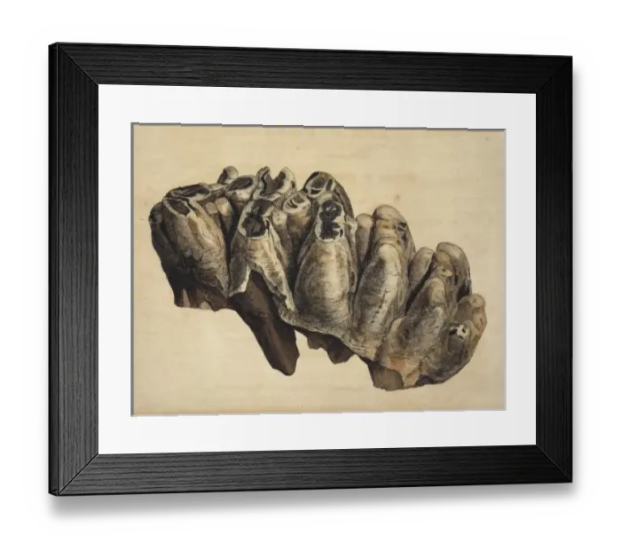 Framed Print : Fossil tooth of some extinct monstrous unknown animal from W Framed Print : Fossil tooth of some extinct monstrous unknown animal from W