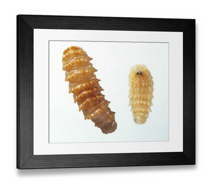 Framed Print : Myiasis causing flies Framed Print : Myiasis causing flies