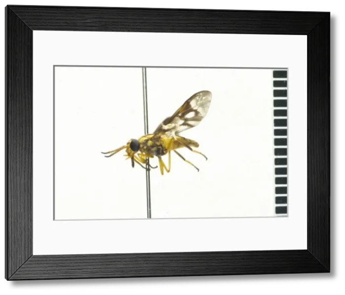 Framed Print : Dermatobia hominis, botfly eggs Framed Print : Dermatobia hominis, botfly eggs