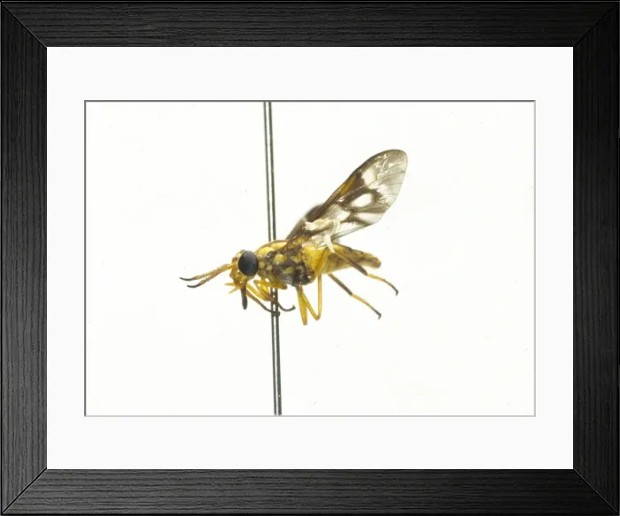 Framed Print : Dermatobia hominis Framed Print : Dermatobia hominis