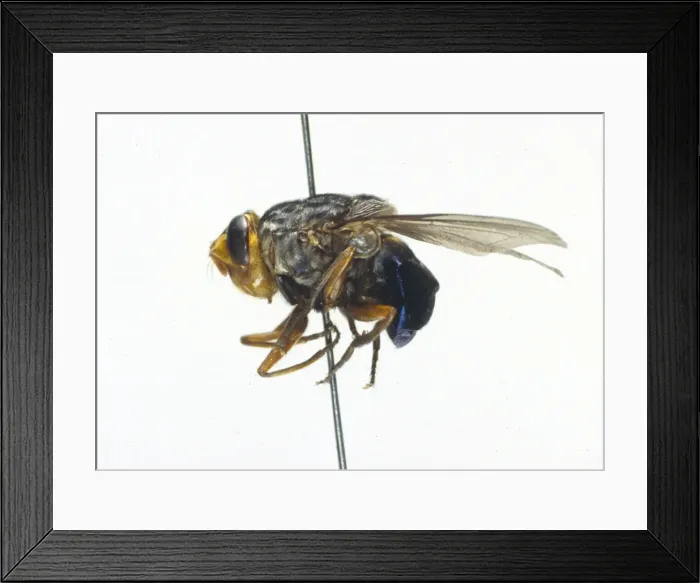 Framed Print : Cuterebra, rodent botfly Framed Print : Cuterebra, rodent botfly