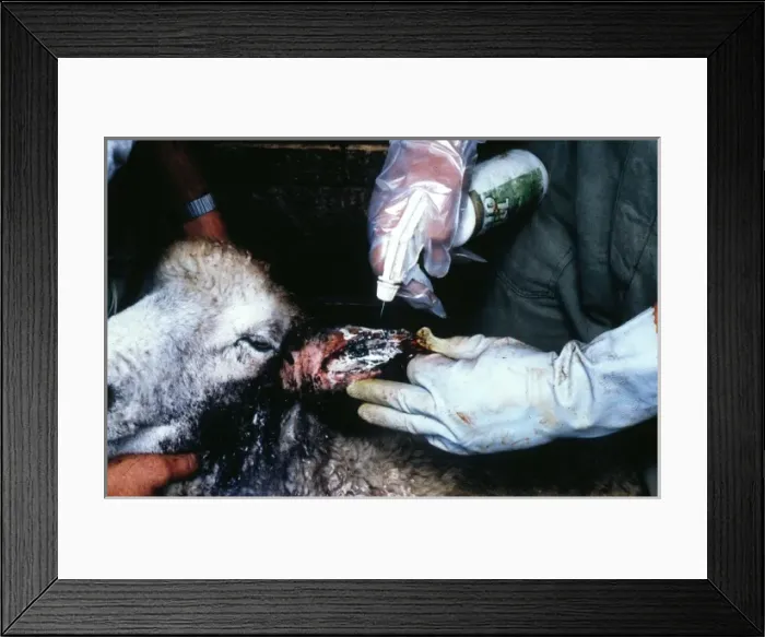 Framed Print : Treatment of ear myiasis Framed Print : Treatment of ear myiasis