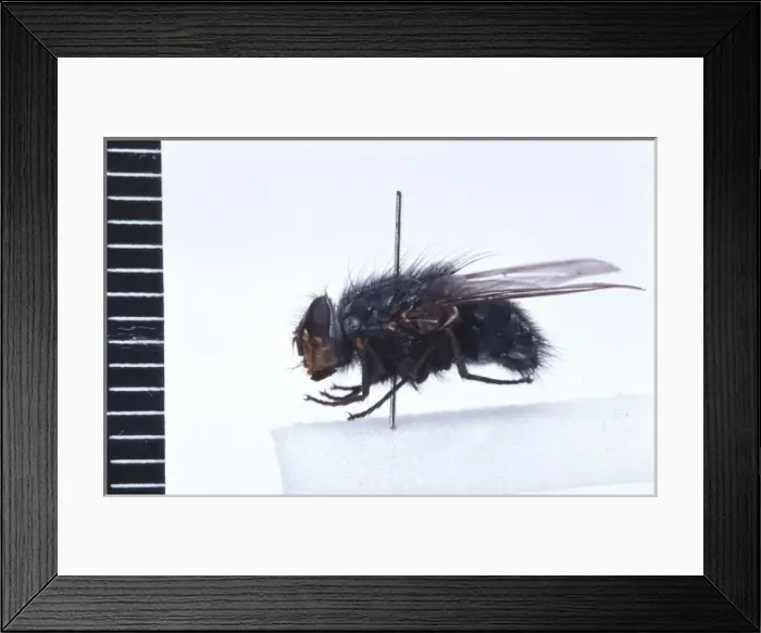 Framed Print : Calliphora vicina, blowfly Framed Print : Calliphora vicina, blowfly