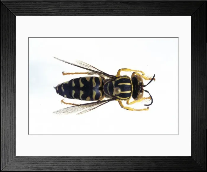 Framed Print : Stictia signata, sand wasp Framed Print : Stictia signata, sand wasp