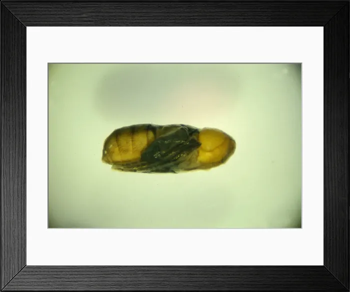 Framed Print : Wohlfahrtia sp. new world screwworm pupa Framed Print : Wohlfahrtia sp. new world screwworm pupa