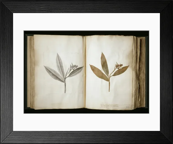 Framed Print : Sloanes specimens Framed Print : Sloanes specimens