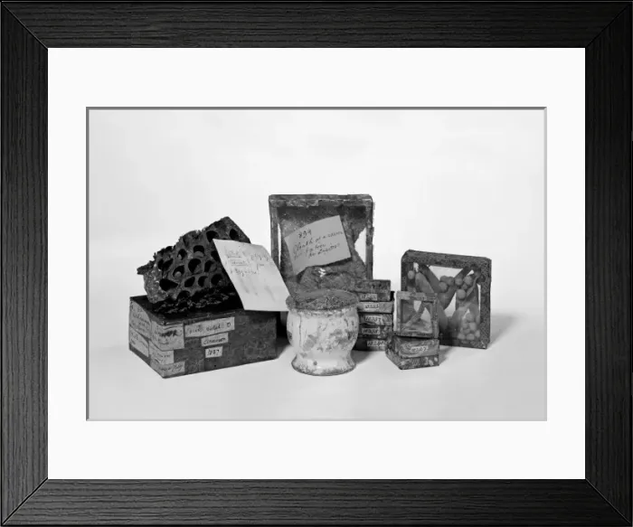 Framed Print : Sloanes specimens Framed Print : Sloanes specimens