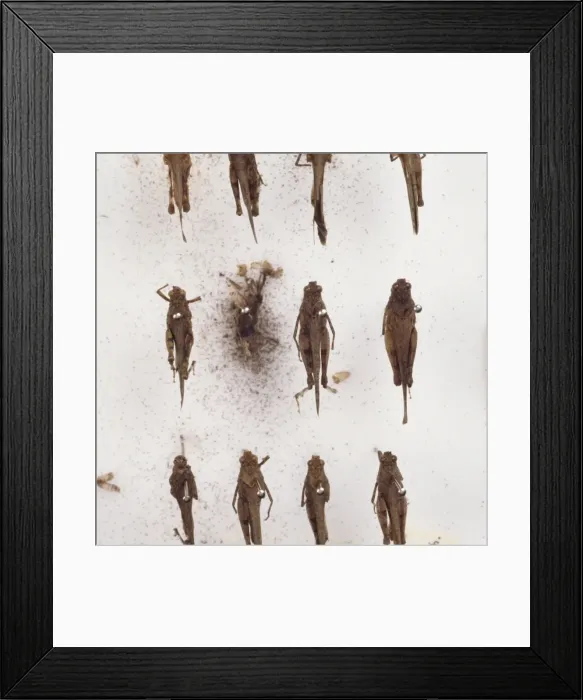 Framed Print : Grasshopper collection Framed Print : Grasshopper collection