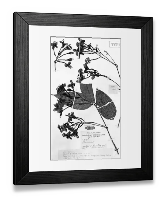 Framed Print : Himalayan species of Jasmin Framed Print : Himalayan species of Jasmin