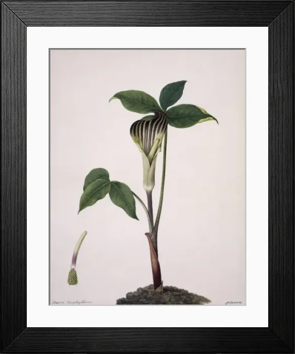 Framed Print : Arisaema triphylla, Jack-in-the-pulpit Framed Print : Arisaema triphylla, Jack-in-the-pulpit