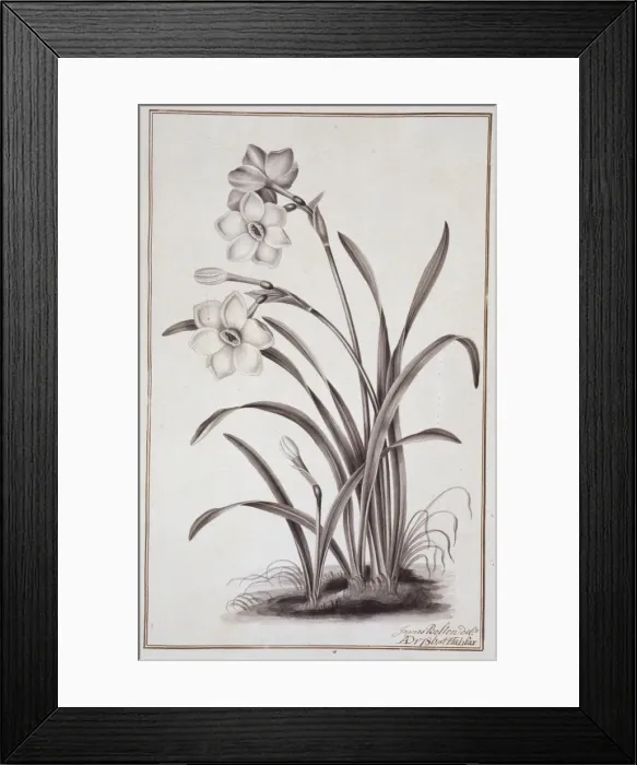 Framed Print : Narcissus x medioluteus, peerless primrose Framed Print : Narcissus x medioluteus, peerless primrose