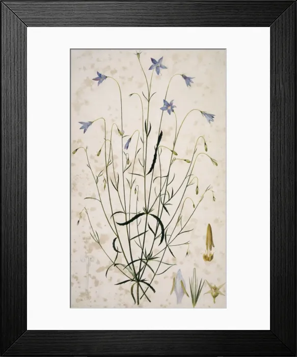 Framed Print : Campanula sp. bellflower Framed Print : Campanula sp. bellflower