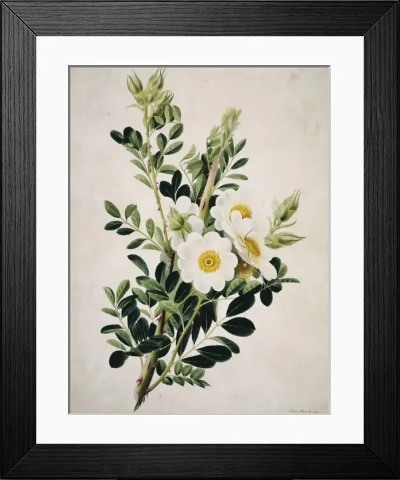 Framed Print : Rosa canina, dog rose Framed Print : Rosa canina, dog rose