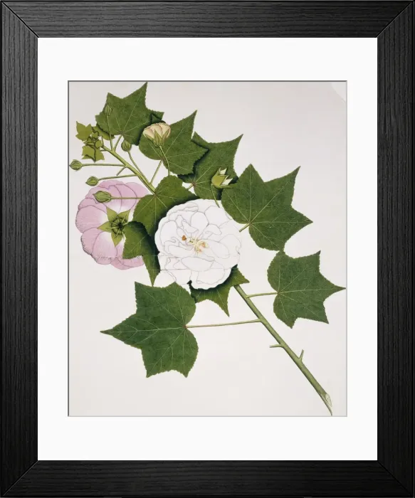 Framed Print : Hibiscus mutabilis, cotton rose Framed Print : Hibiscus mutabilis, cotton rose