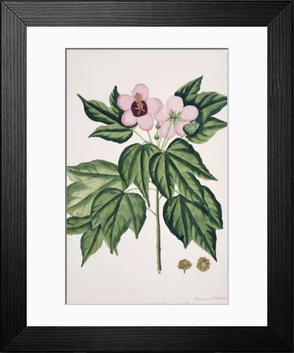 Framed Print : Hibiscus simplex, Chinese parasol tree Framed Print : Hibiscus simplex, Chinese parasol tree