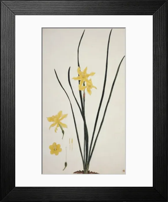 Framed Print : Narcissus x odorus, daffodil