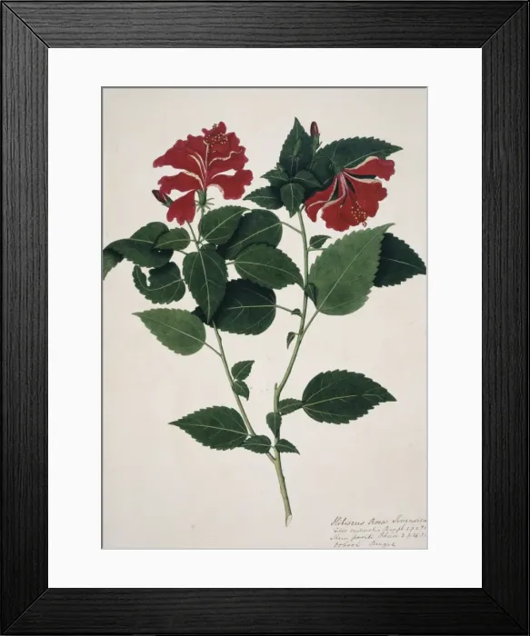 Framed Print : Hibiscus rosa-sinensis, China rose Framed Print : Hibiscus rosa-sinensis, China rose