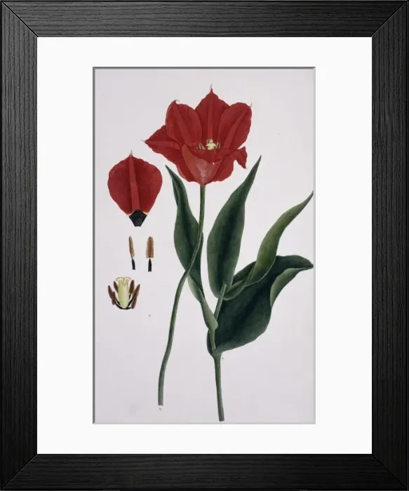 Framed Print : Tulipa sp. tulip Framed Print : Tulipa sp. tulip