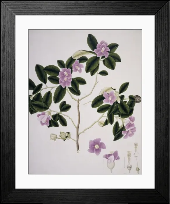 Framed Print : Hibiscus cf. syriacus, Syrian rose Framed Print : Hibiscus cf. syriacus, Syrian rose