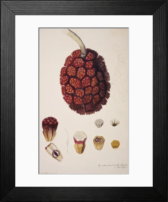 Framed Print : Pandanus sp. screw pine Framed Print : Pandanus sp. screw pine
