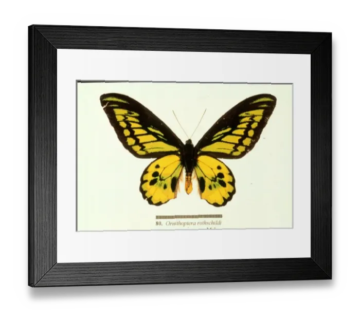 Framed Print : Ornithoptera rothschildi, Rothschilds birdwing Framed Print : Ornithoptera rothschildi, Rothschilds birdwing