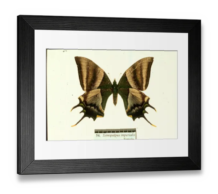Framed Print : Teinopalpus imperialis, Kaiser-I-Hind Framed Print : Teinopalpus imperialis, Kaiser-I-Hind