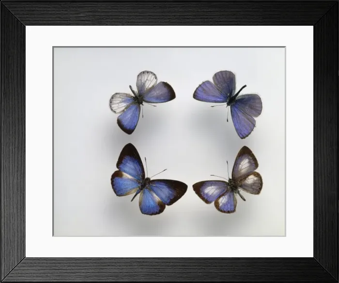 Framed Print : Blue butterflies Framed Print : Blue butterflies