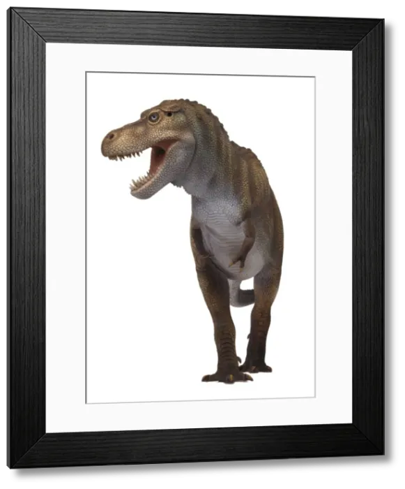 Framed Print : Tyrannosaurus rex Framed Print : Tyrannosaurus rex