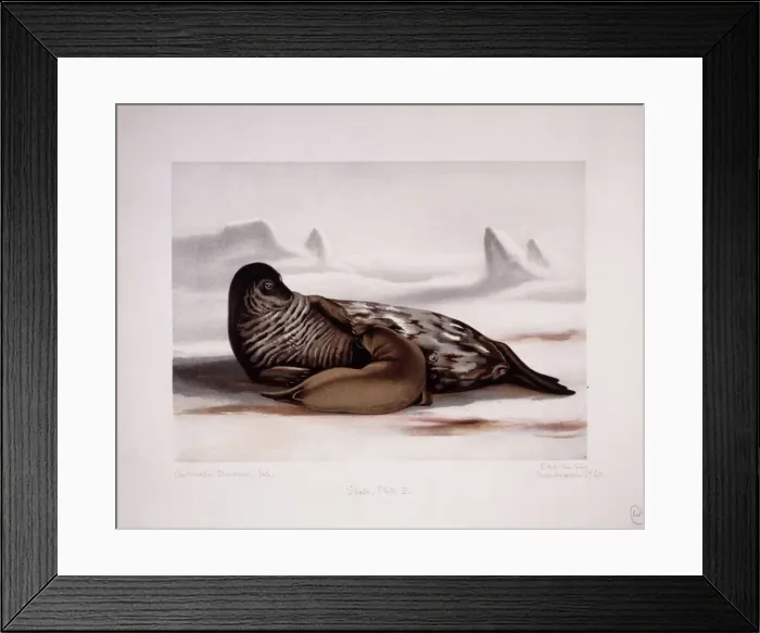 Framed Print : Leptonychotes weddellii, Weddell seal Framed Print : Leptonychotes weddellii, Weddell seal