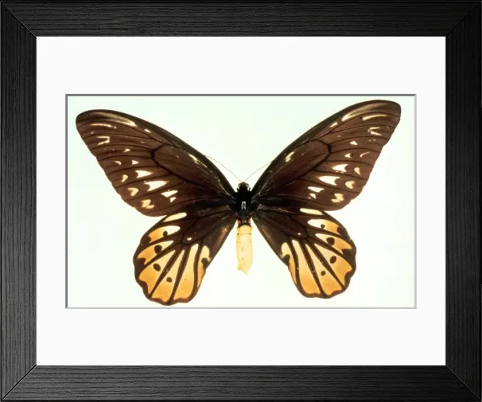 Framed Print : Ornithoptera alexandrae, Queen Alexandras birdwing Framed Print : Ornithoptera alexandrae, Queen Alexandras birdwing