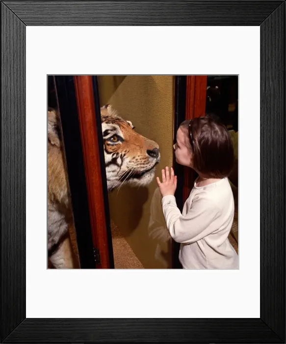 Framed Print : Child looking at a tiger exhibit Framed Print : Child looking at a tiger exhibit