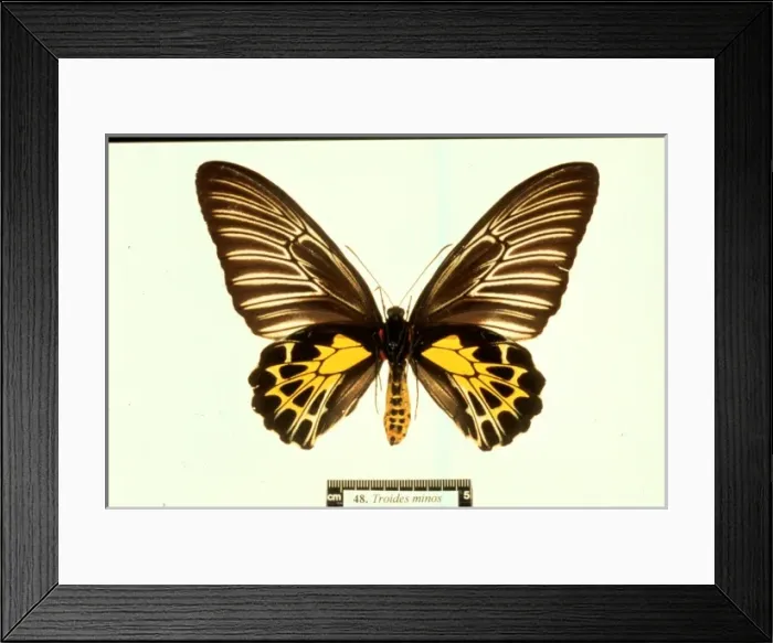 Framed Print : Troides minos, birdwing butterfly Framed Print : Troides minos, birdwing butterfly