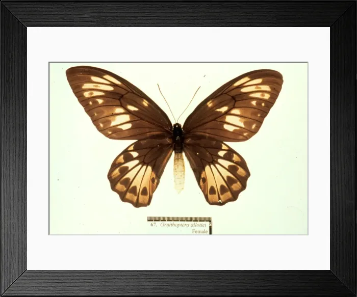 Framed Print : Ornithoptera allotei, birdwing butterfly Framed Print : Ornithoptera allotei, birdwing butterfly