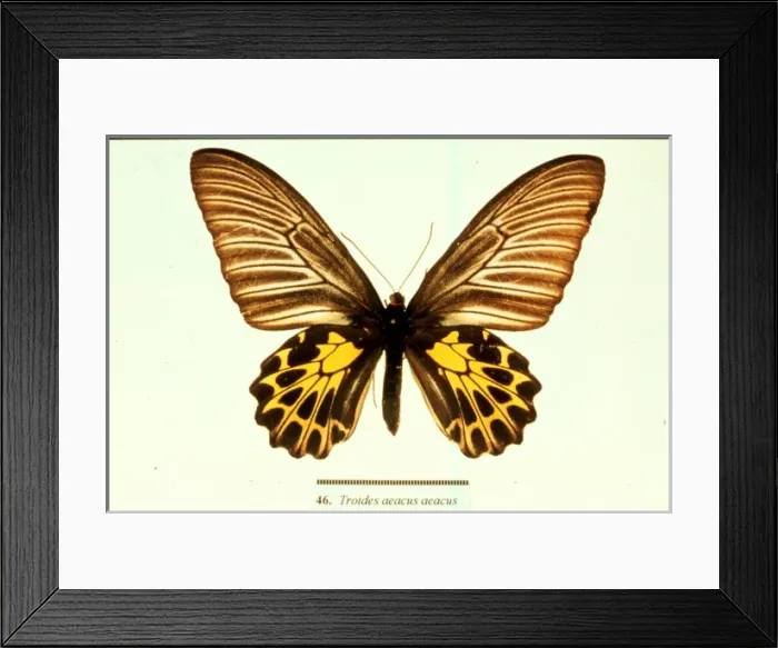 Framed Print : Troides aeacus, golden birdwing butterfly Framed Print : Troides aeacus, golden birdwing butterfly