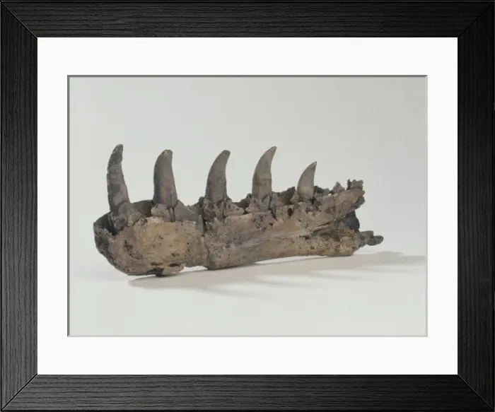 Framed Print : Megalosaurus jaw Framed Print : Megalosaurus jaw