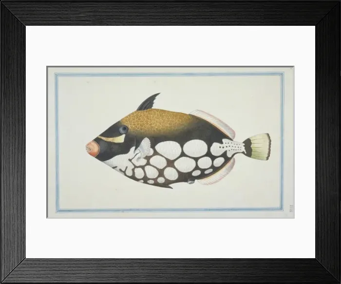 Framed Print : Balistoides conspicillum, clown triggerfish Framed Print : Balistoides conspicillum, clown triggerfish