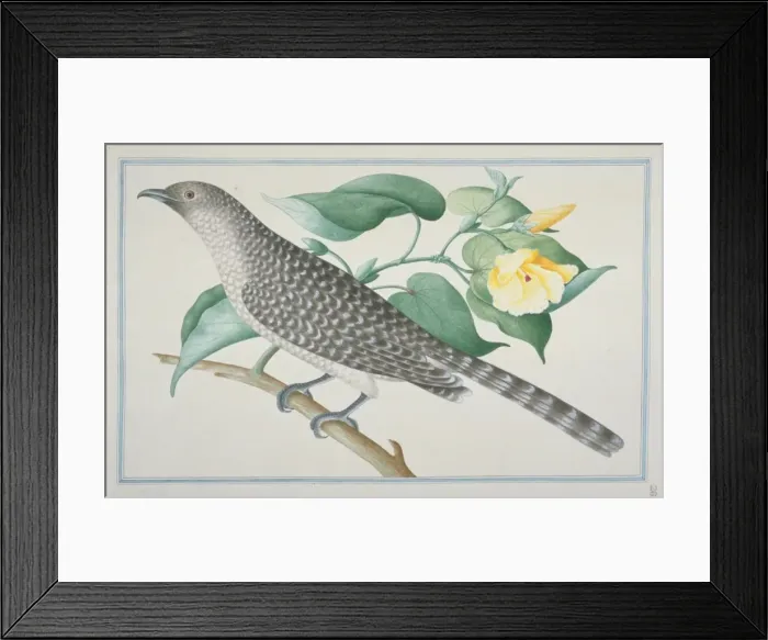 Framed Print : Eudynamys scolopaceus, common koel Framed Print : Eudynamys scolopaceus, common koel