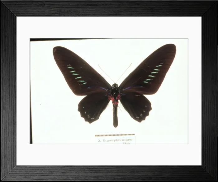 Framed Print : Trogonoptera trojana, birdwing butterfly Framed Print : Trogonoptera trojana, birdwing butterfly