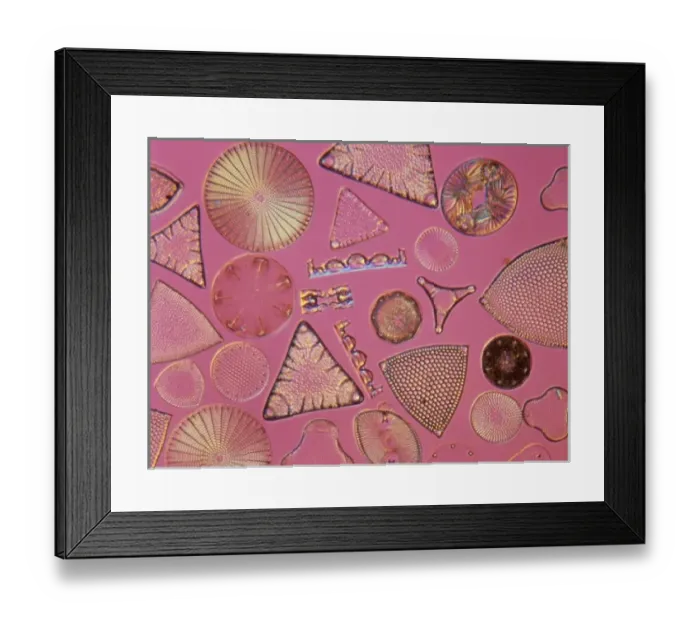 Framed Print : Diatoms. Selected slide of a group of fossil diatoms collected Framed Print : Diatoms. Selected slide of a group of fossil diatoms collected