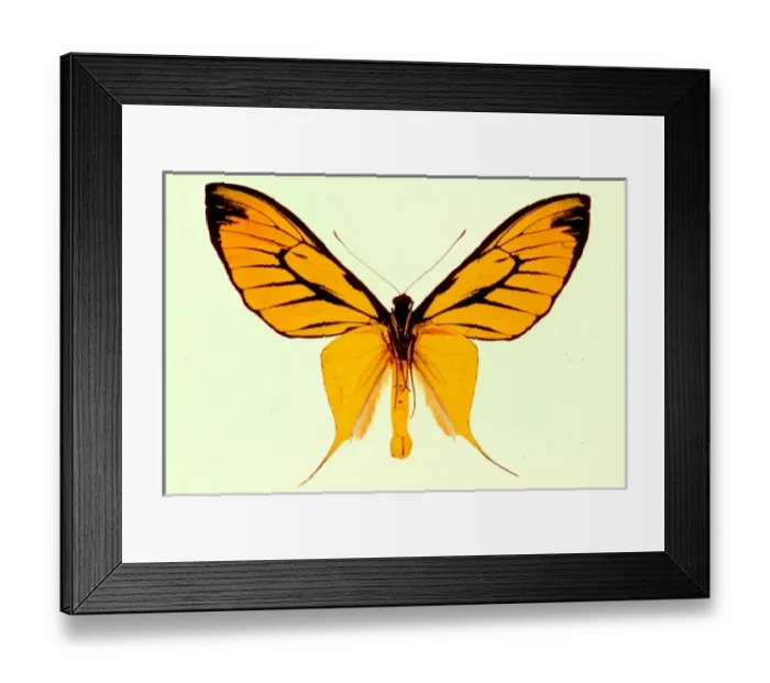 Framed Print : Ornithoptera paradisea, birdwing butterfly Framed Print : Ornithoptera paradisea, birdwing butterfly