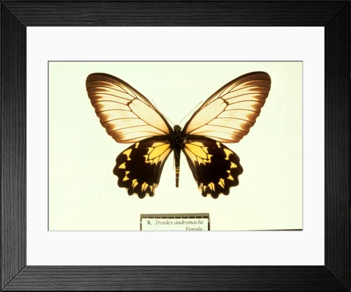 Framed Print : Troides andromache, birdwing butterfly Framed Print : Troides andromache, birdwing butterfly