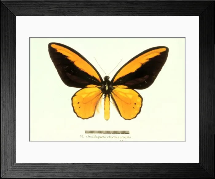 Framed Print : Ornithoptera croesus, birdwing butterfly Framed Print : Ornithoptera croesus, birdwing butterfly