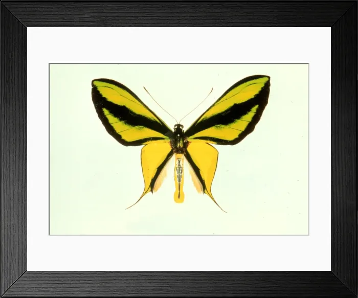 Framed Print : Ornithoptera paradisea, birdwing butterfly Framed Print : Ornithoptera paradisea, birdwing butterfly