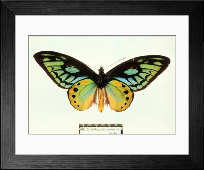 Framed Print : Ornithoptera aesacus, birdwing butterfly Framed Print : Ornithoptera aesacus, birdwing butterfly